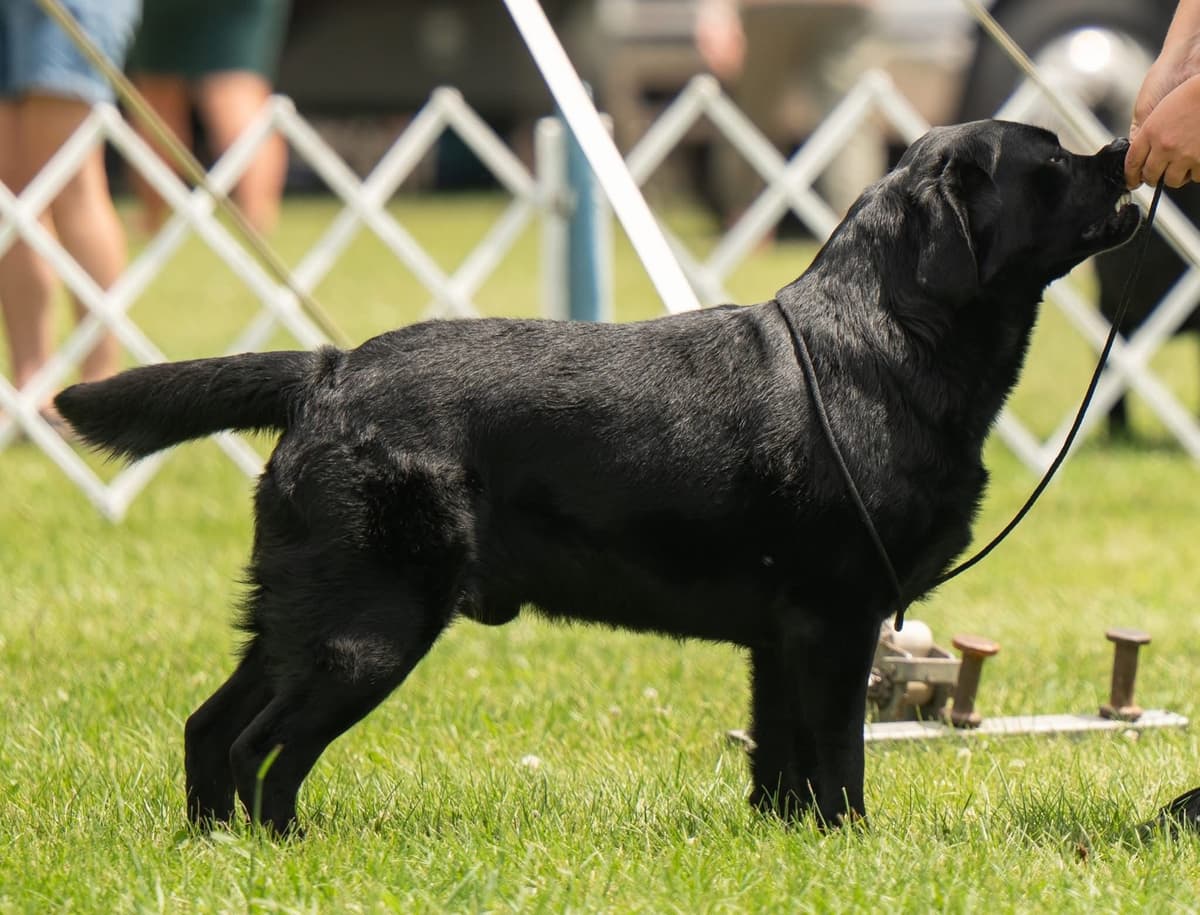 Labrador Retriever Puppies breeder image 3