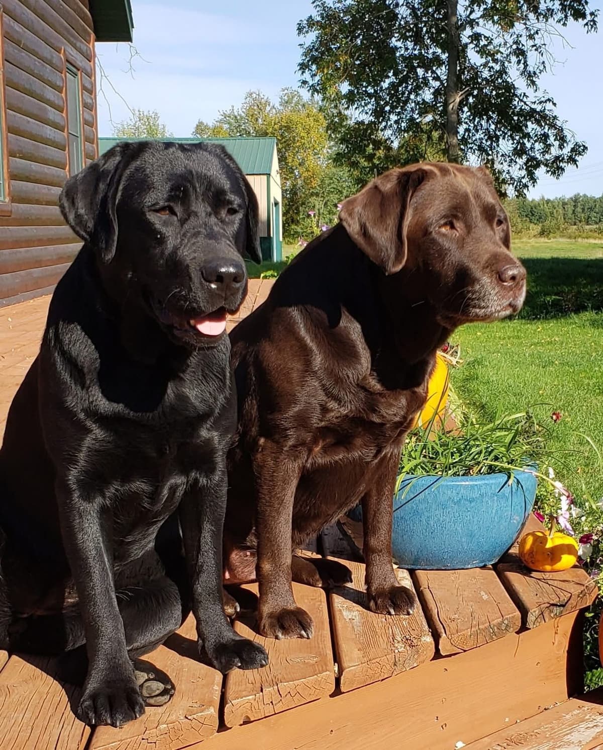 Labrador Retriever Puppies breeder image 4