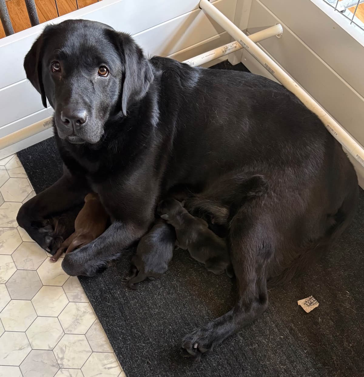 Labrador Retriever Puppies breeder image 5