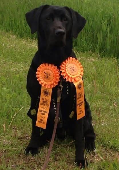 Labrador Retriever Puppies breeder image 8