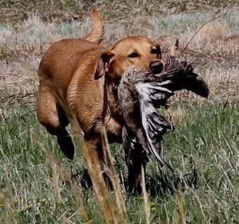 Labrador Retriever Puppies breeder image 9