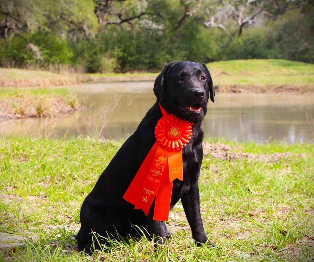 Labrador Retriever Puppies breeder image 11