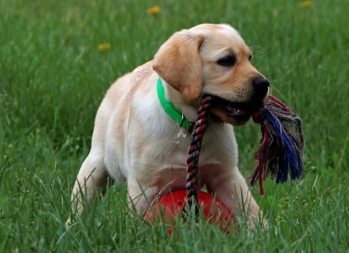 Labrador Retriever Puppies breeder image 14