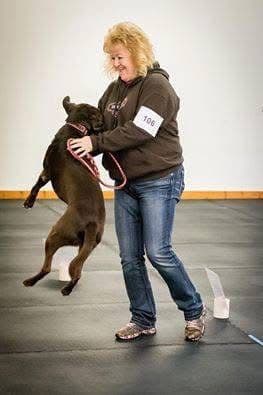 Labrador Retriever Puppies breeder image 18