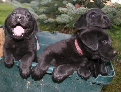 Labrador Retriever Puppies breeder image 25