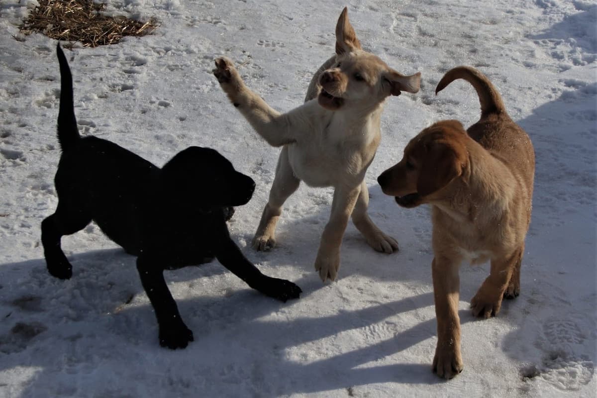 Labrador Retriever Puppies breeder image 26