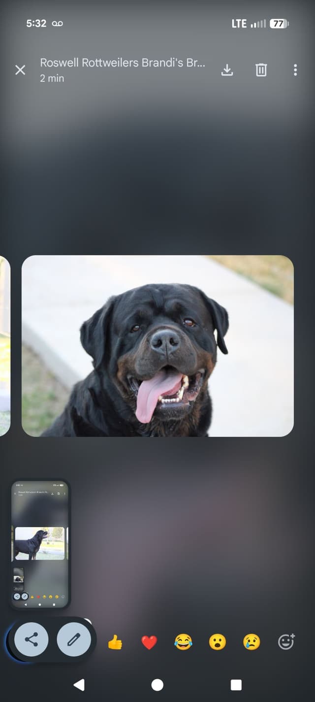 Rottweiler Puppies media 2