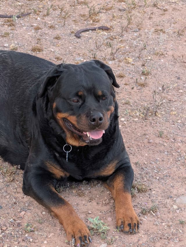 Rottweiler Puppies media 3