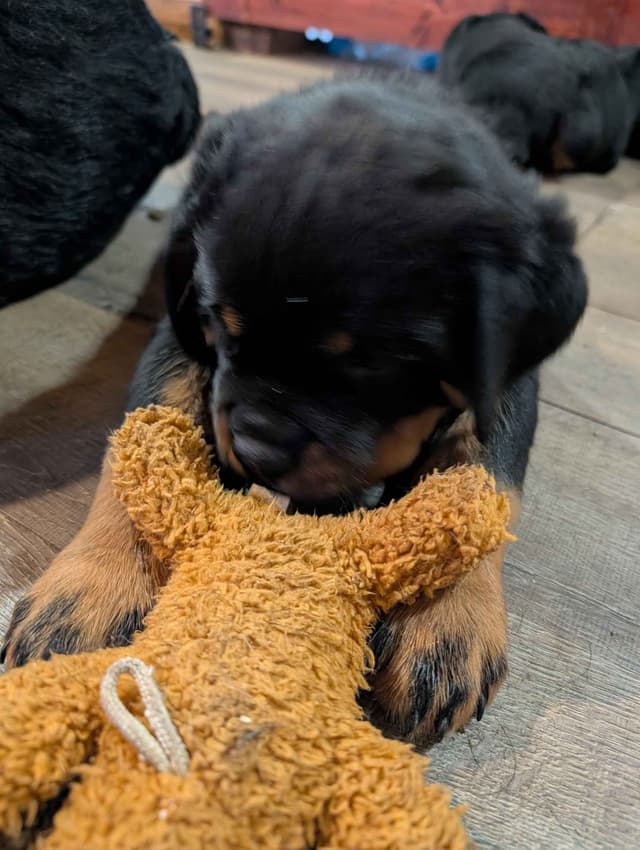 Rottweiler Puppies media 5