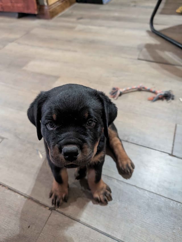 Rottweiler Puppies media 9