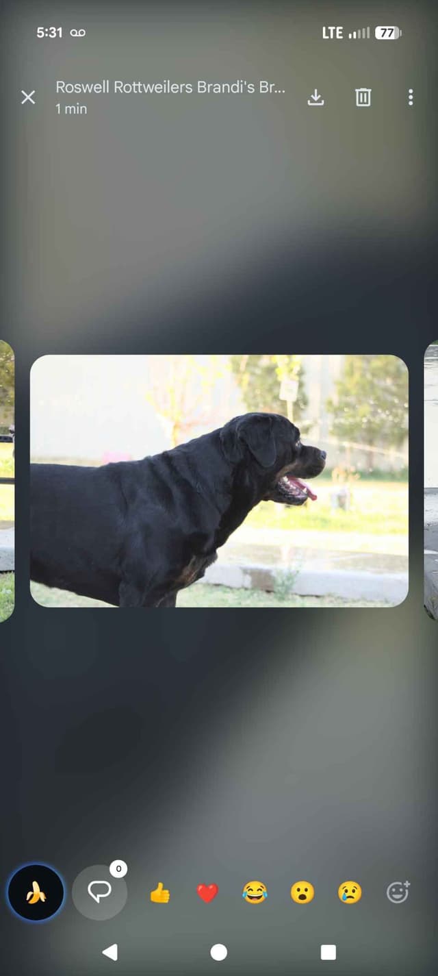 Rottweiler Puppies media 8