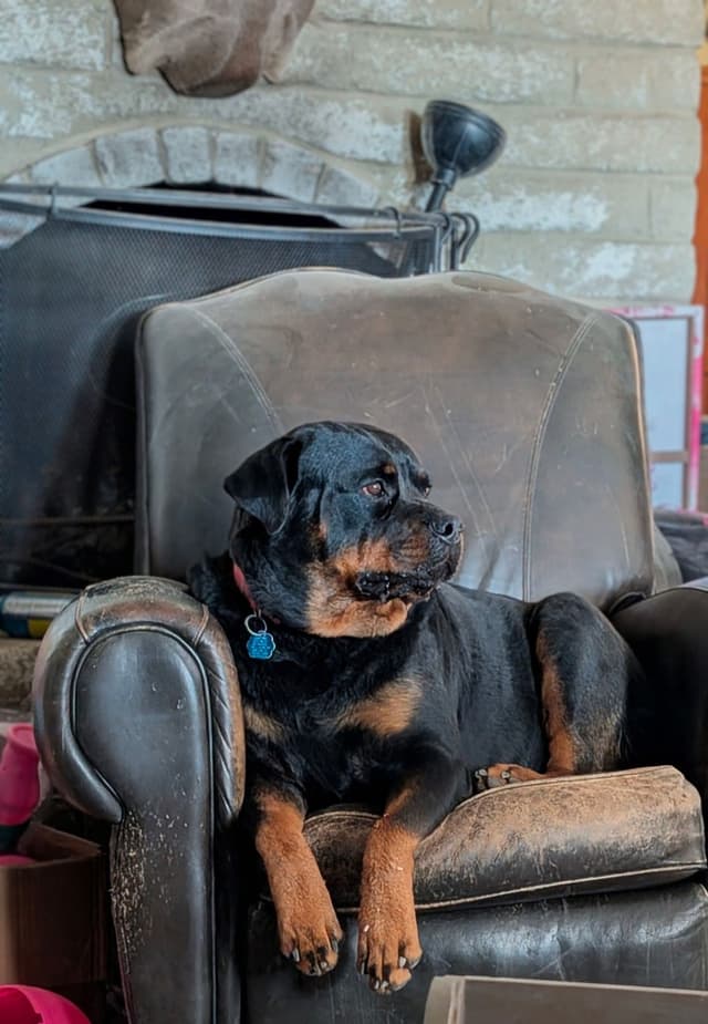 Rottweiler Puppies media 10