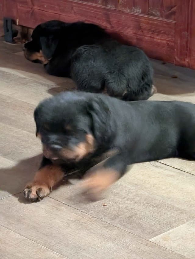 Rottweiler Puppies media 11