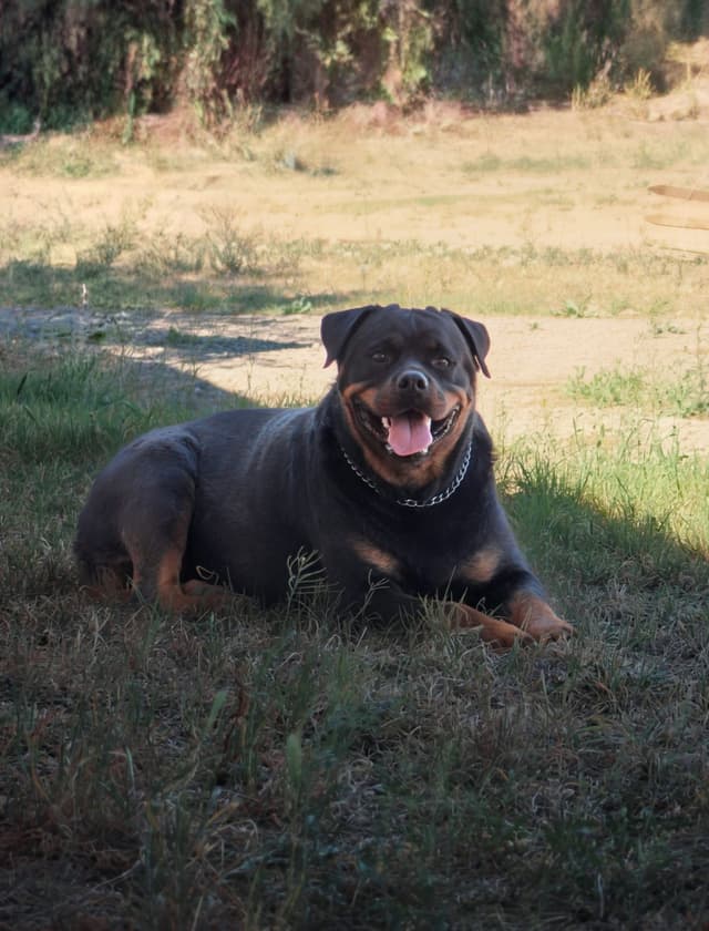 Rottweiler Puppies media 12