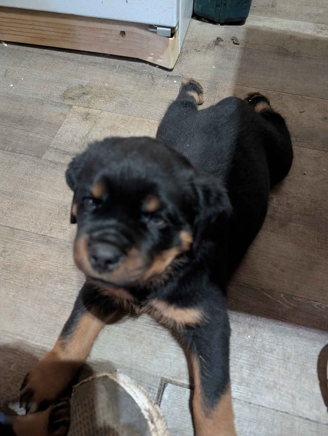 Rottweiler Puppies media 13
