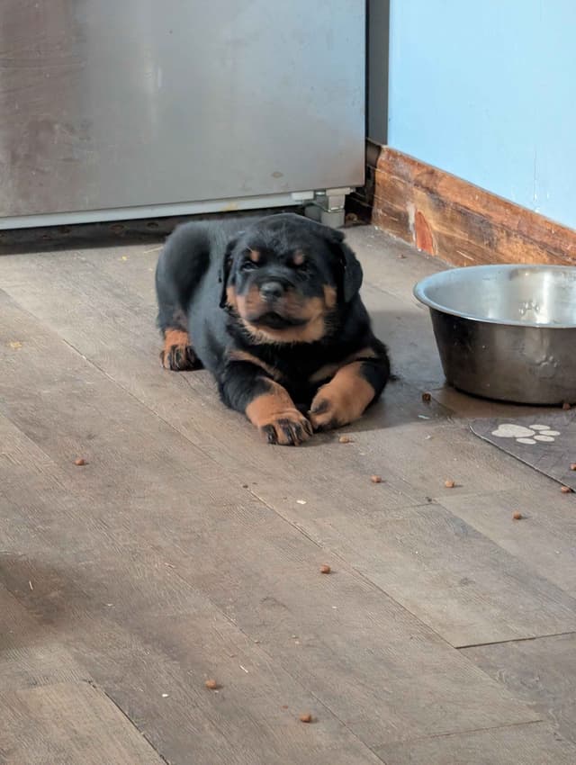 Rottweiler Puppies media 14