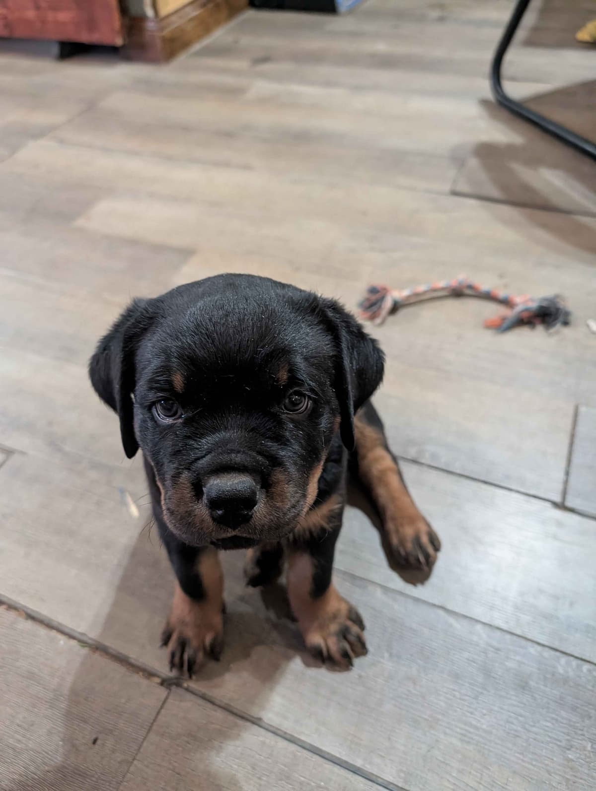 Rottweiler Puppies breeder image 1