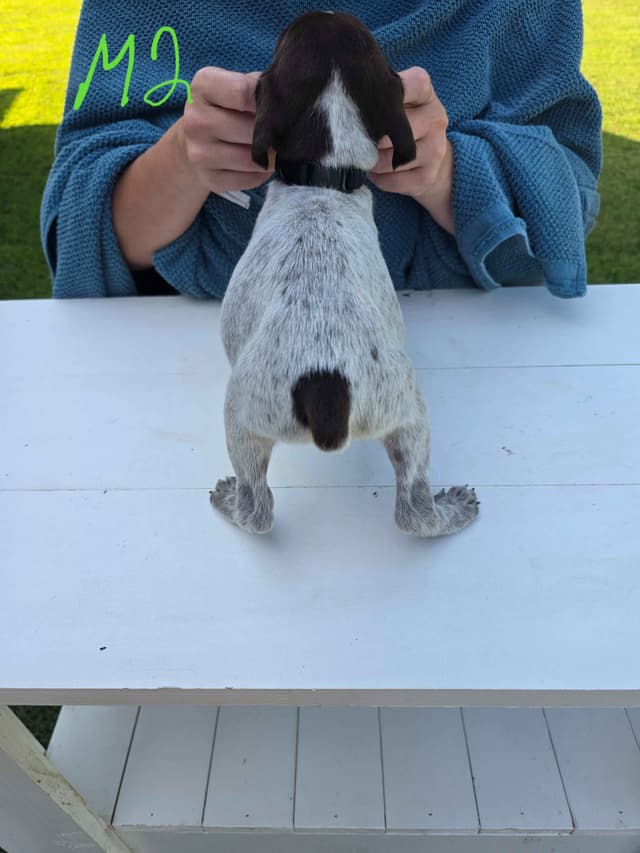 German Shorthaired Pointer Puppies media 3