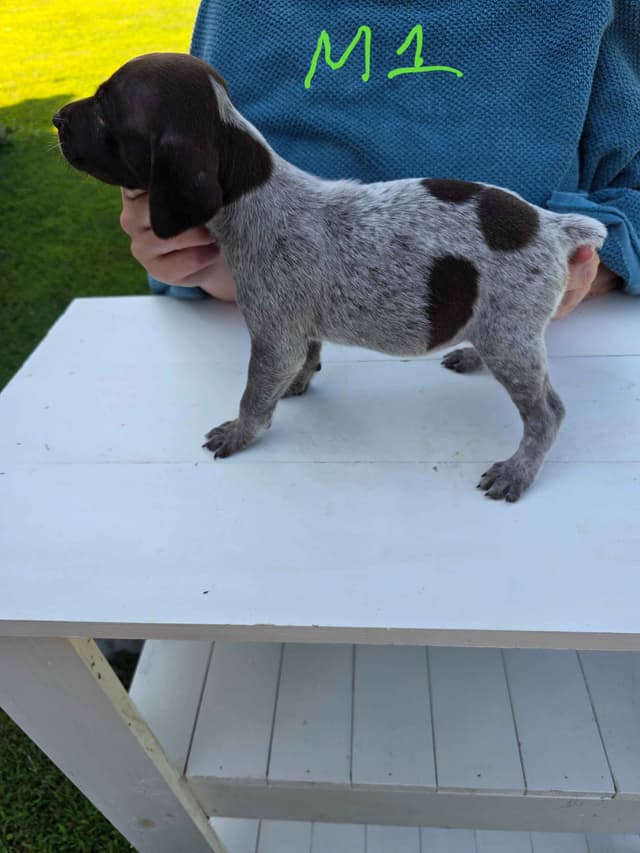 German Shorthaired Pointer Puppies media 2