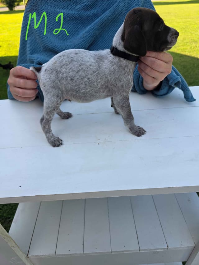German Shorthaired Pointer Puppies media 6