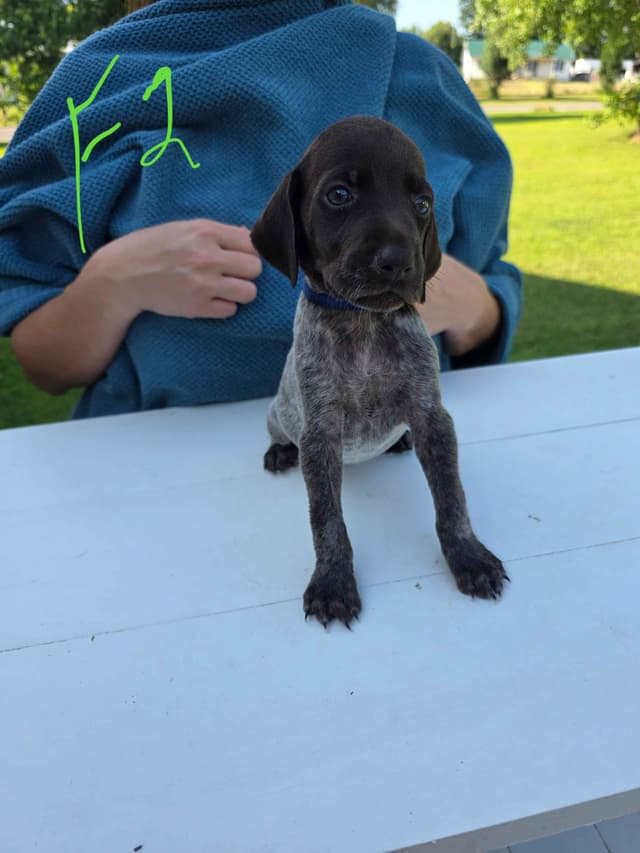 German Shorthaired Pointer Puppies media 12