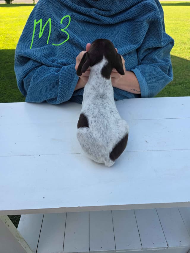 German Shorthaired Pointer Puppies media 13
