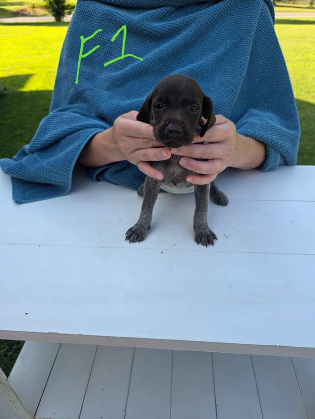 German Shorthaired Pointer Puppies media 14