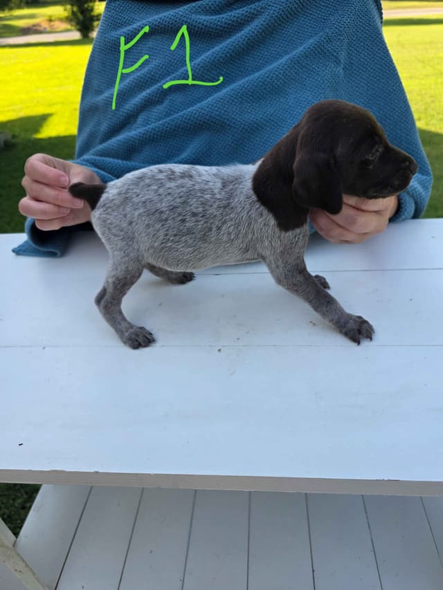 German Shorthaired Pointer Puppies media 15