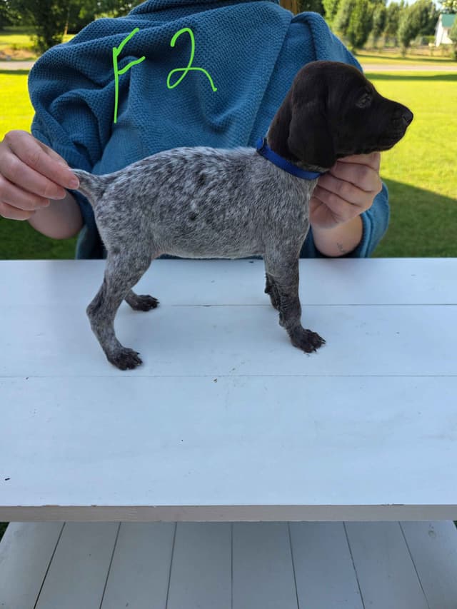 German Shorthaired Pointer Puppies media 22