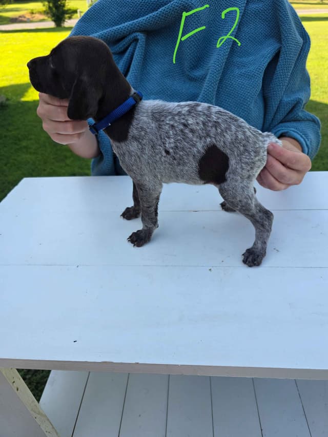 German Shorthaired Pointer Puppies media 23