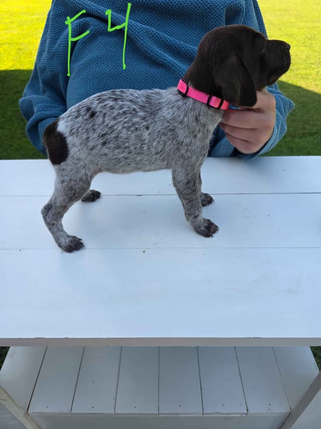 German Shorthaired Pointer Puppies media 26