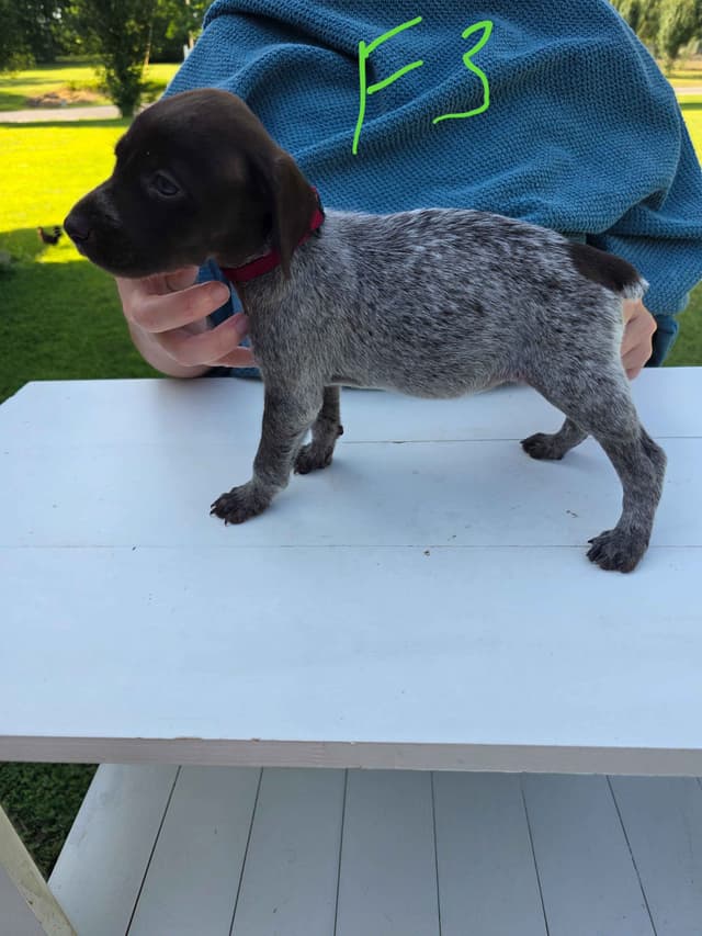 German Shorthaired Pointer Puppies media 27
