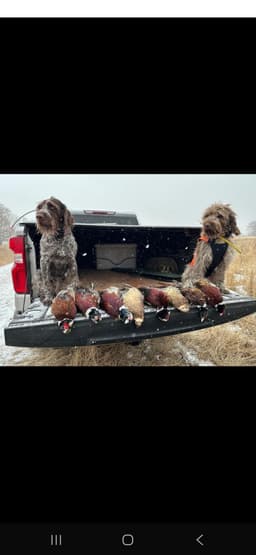 Northern Wyoming Wirehaired Pointing Griffons thumbnail 2