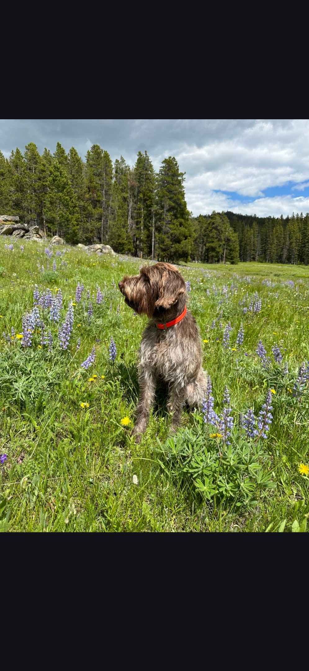 Northern Wyoming Wirehaired Pointing Griffons photo 3
