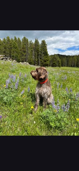 Northern Wyoming Wirehaired Pointing Griffons thumbnail 3
