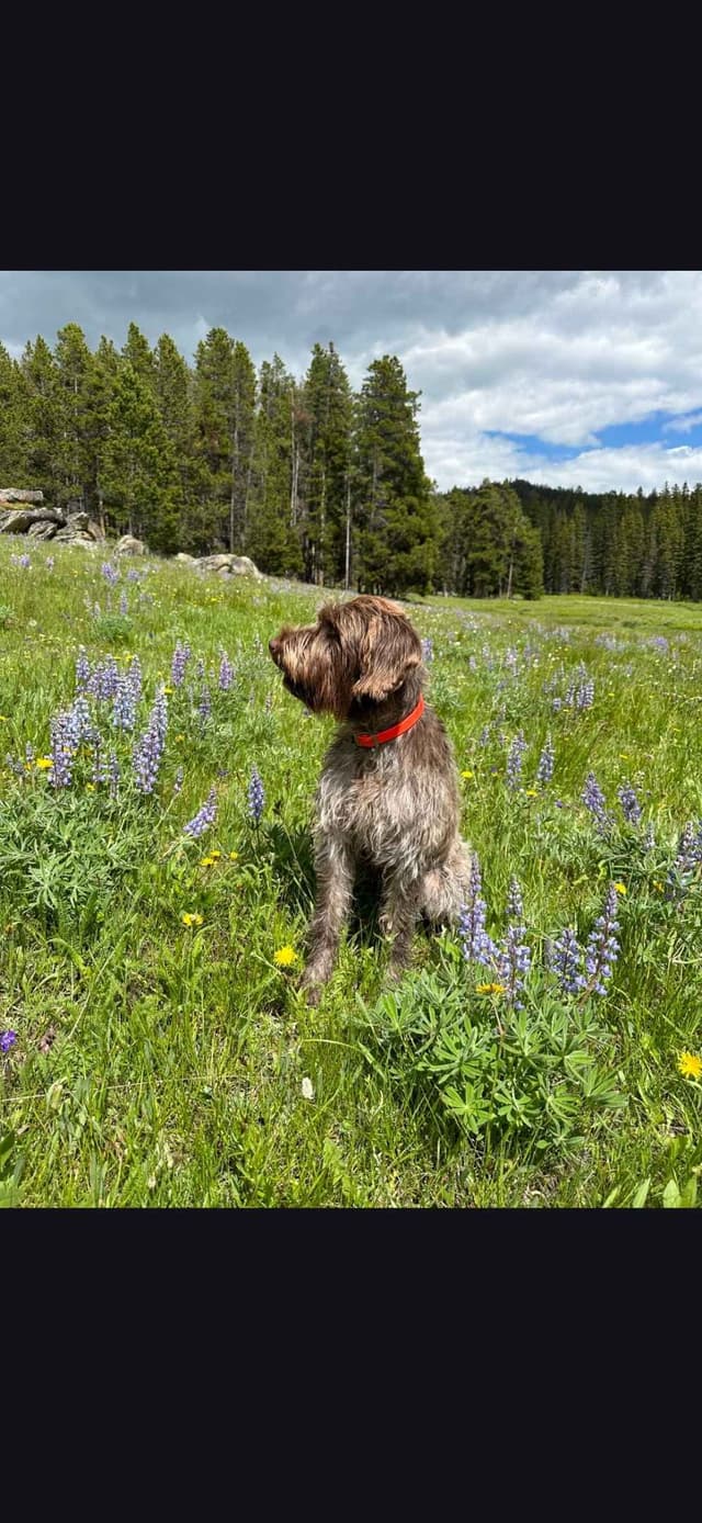 Northern Wyoming Wirehaired Pointing Griffons media 3