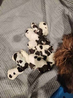 Northern Wyoming Wirehaired Pointing Griffons thumbnail 6