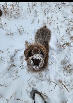 Northern Wyoming Wirehaired Pointing Griffons thumbnail 5