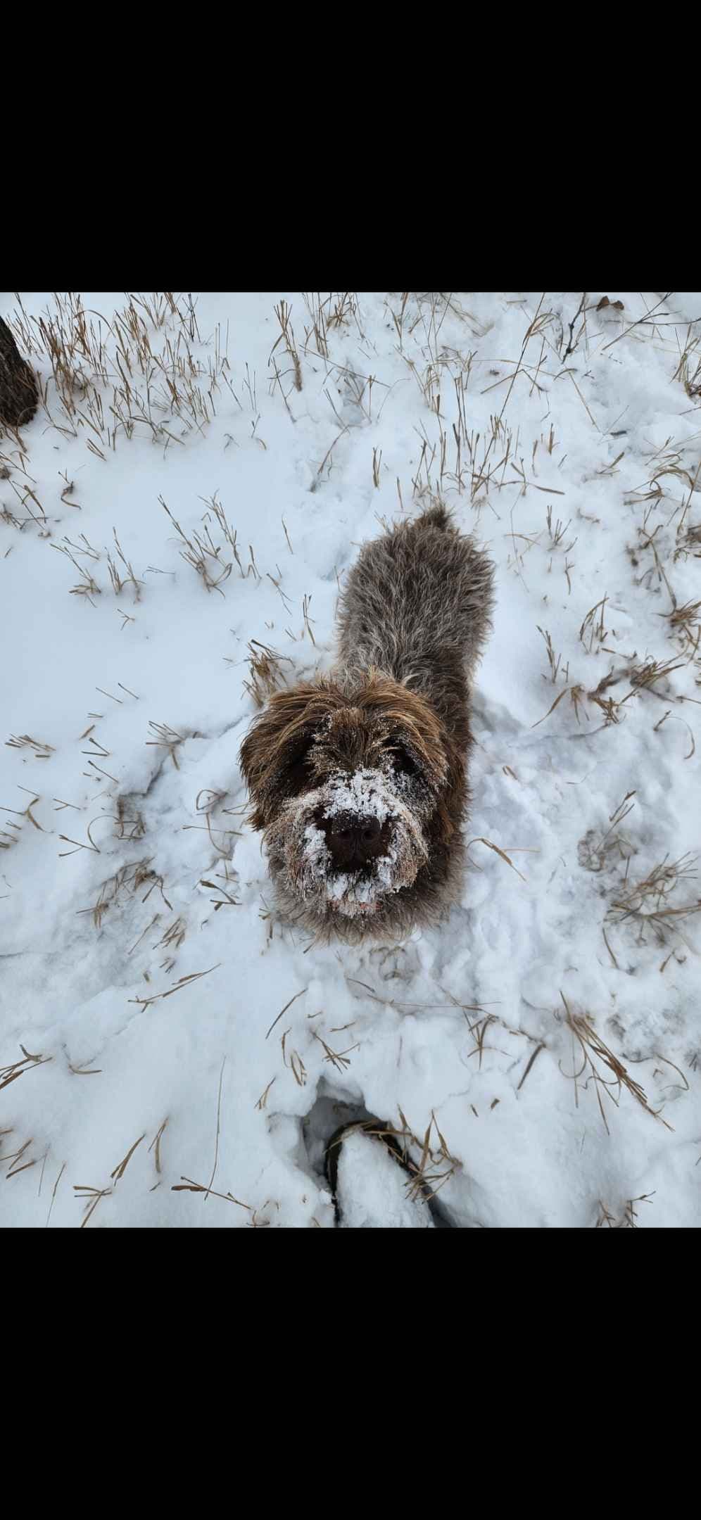 Northern Wyoming Wirehaired Pointing Griffons breeder image 1