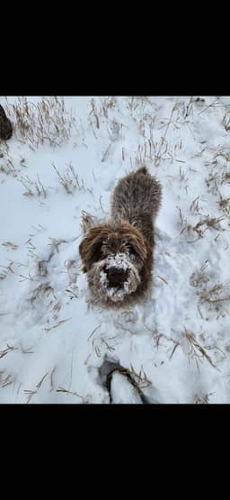 Northern Wyoming Wirehaired Pointing Griffons