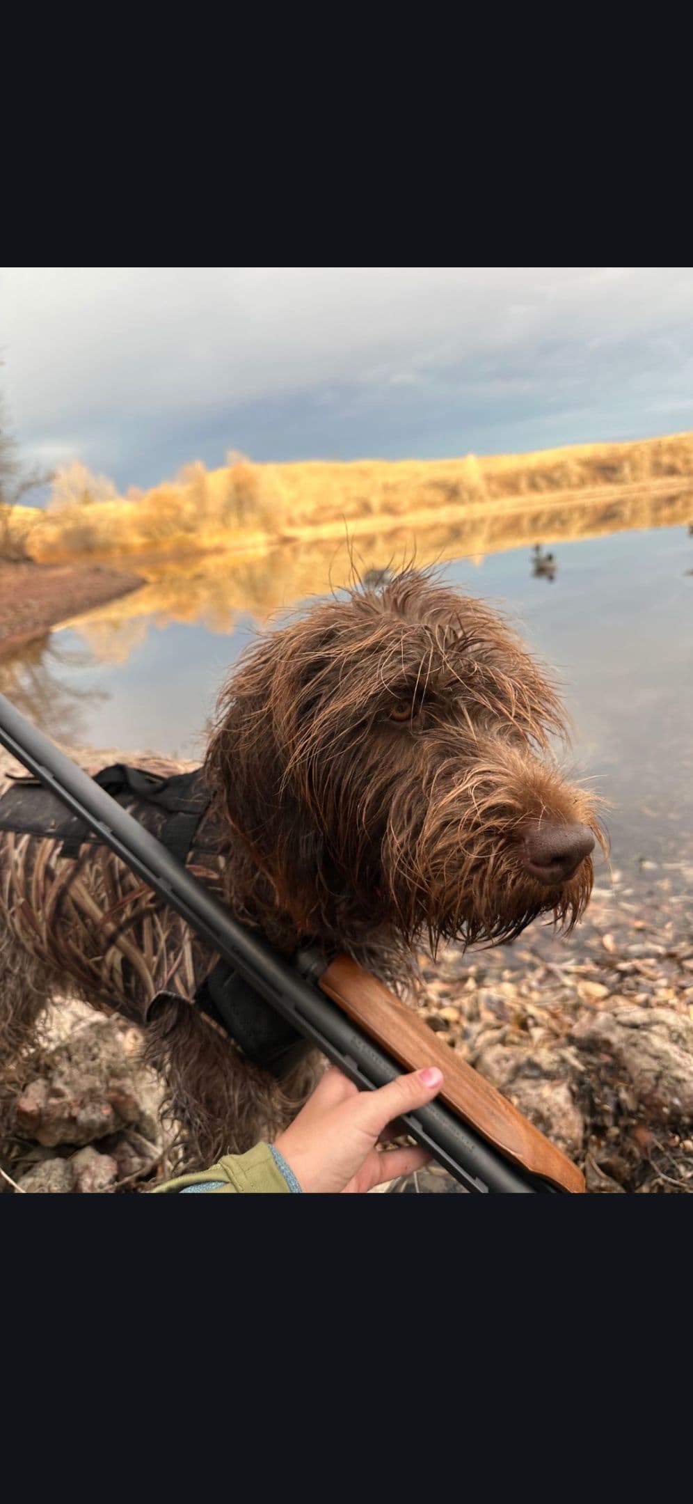 Northern Wyoming Wirehaired Pointing Griffons breeder image 4