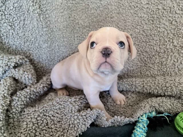 French Bulldog Puppies media 2