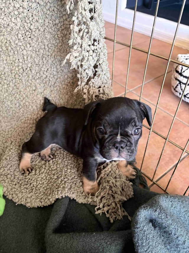 French Bulldog Puppies media 8