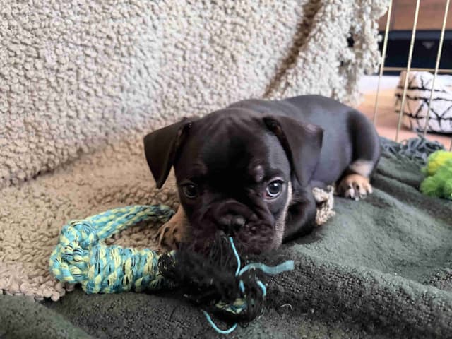 French Bulldog Puppies media 10