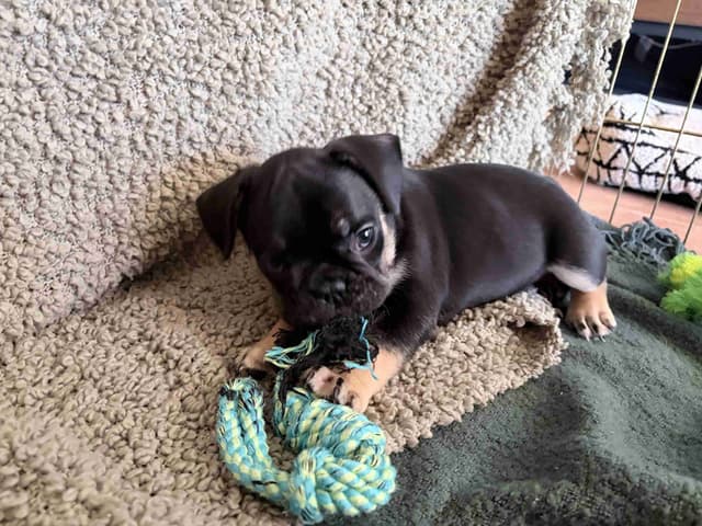 French Bulldog Puppies media 11