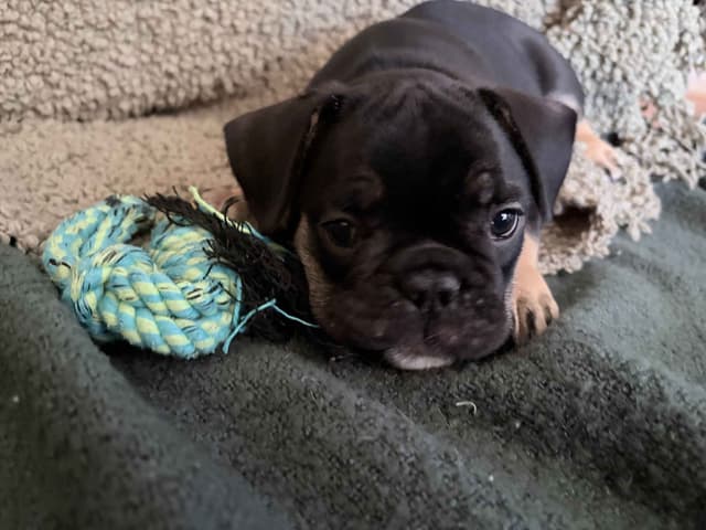 French Bulldog Puppies media 12