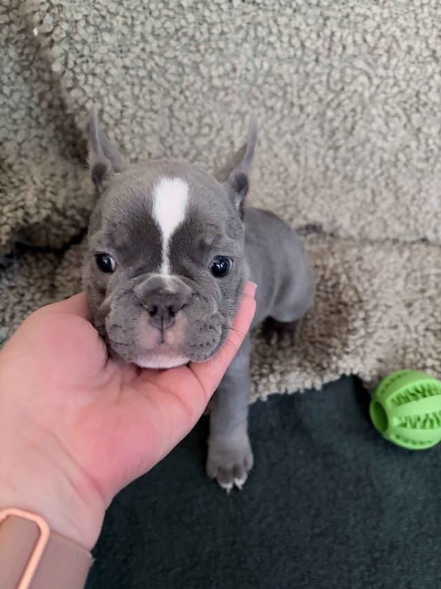 French Bulldog Puppies media 16
