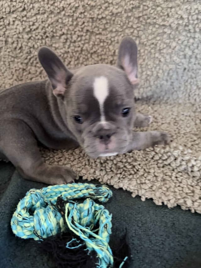 French Bulldog Puppies media 17