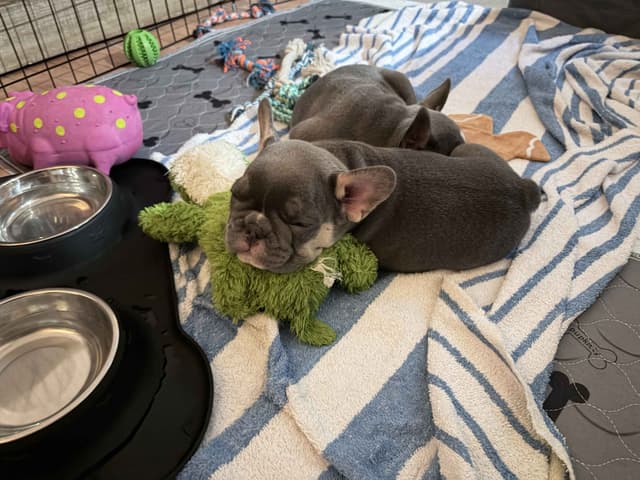 French Bulldog Puppies media 18