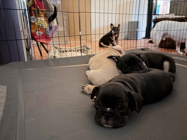 French Bulldog Puppies media 6